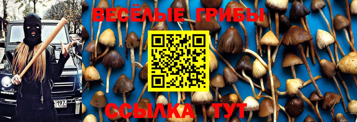 Галлюциногенные грибы Psilocybe Вязники